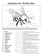 Children's Beekeeping Knowledge Guide (20-page Manual)