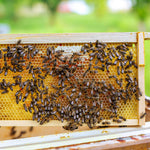 Beehive Waxed Coated Foundation Beehive Equipment Fit Medium Frame Yellow -10 Sheets