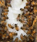 Fondant Bee Food Supplement Solid bee feed 2lb