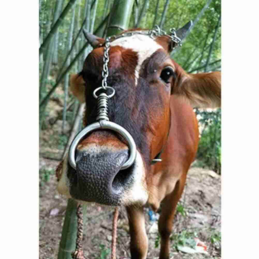 Cattle Nose Ring Stainless Steel Cow Cattle Bovine Nose Ring – ihivefarm